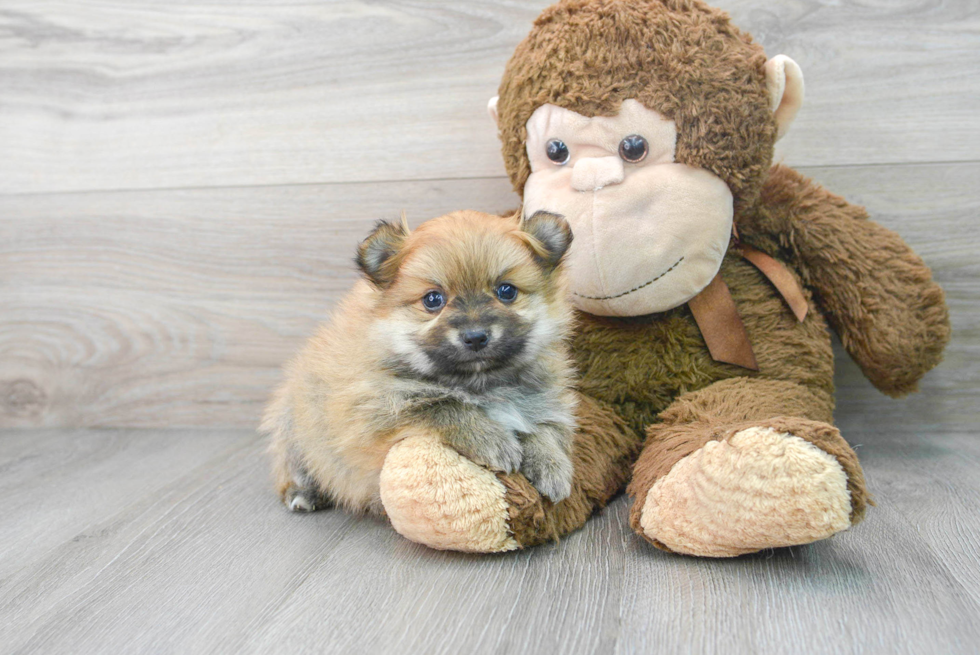 Sweet Pomeranian Purebred Puppy