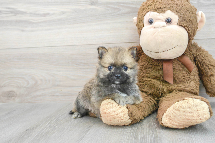 Pomeranian Puppy for Adoption