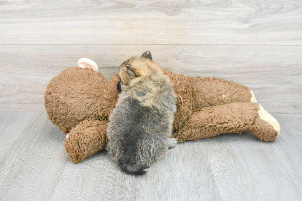 Happy Pomeranian Purebred Puppy