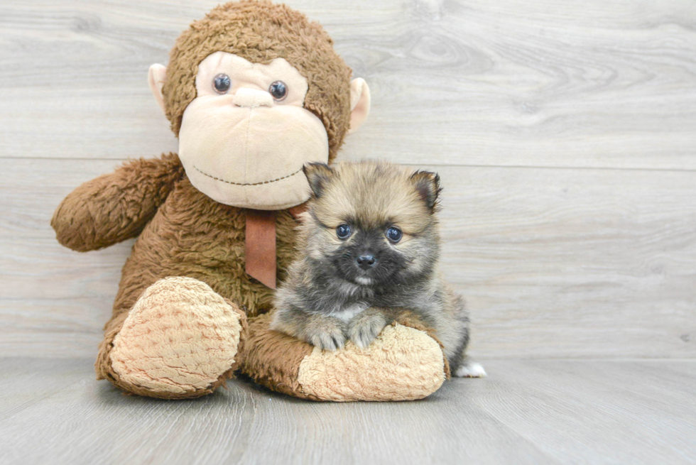 Friendly Pomeranian Baby