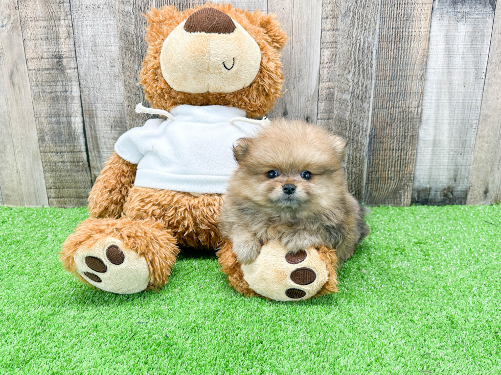 Pomeranian Puppy for Adoption