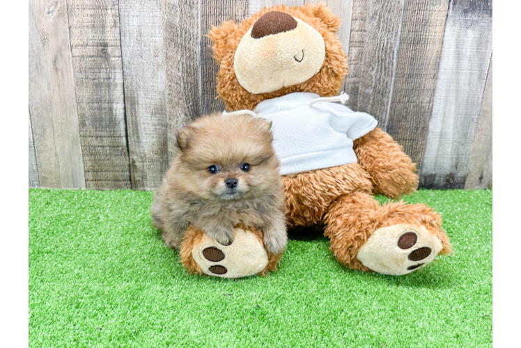 Playful Pomeranian Purebred Pup