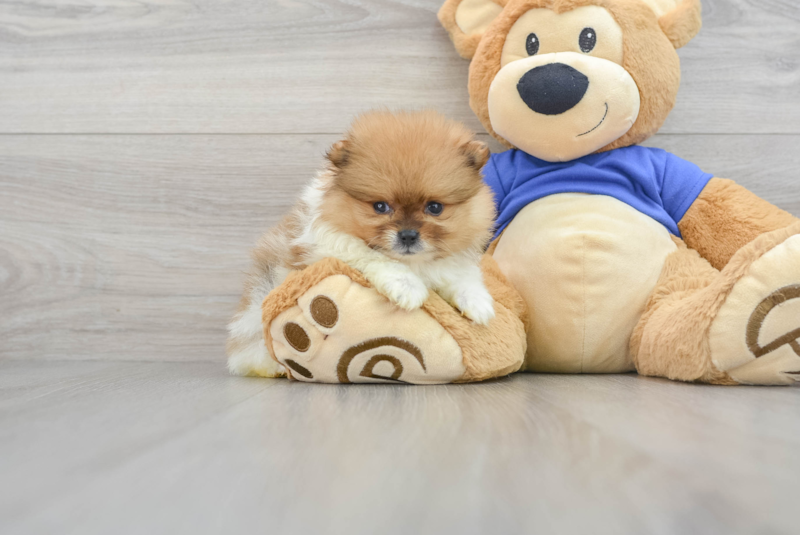 Meet Pablo - our Pomeranian Puppy Photo 1/3 - Premier Pups