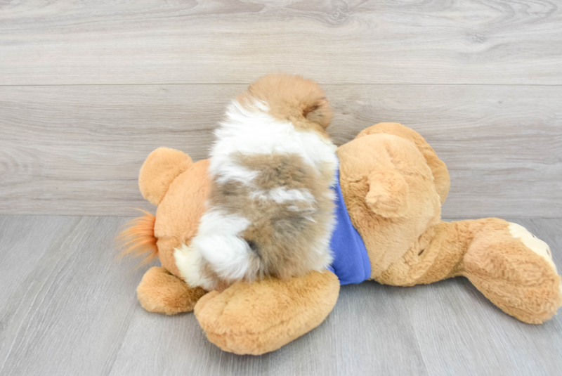 Meet Pablo - our Pomeranian Puppy Photo 2/3 - Premier Pups