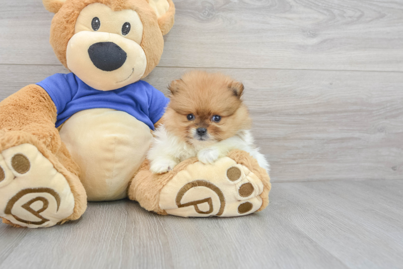 Meet Pablo - our Pomeranian Puppy Photo 3/3 - Premier Pups