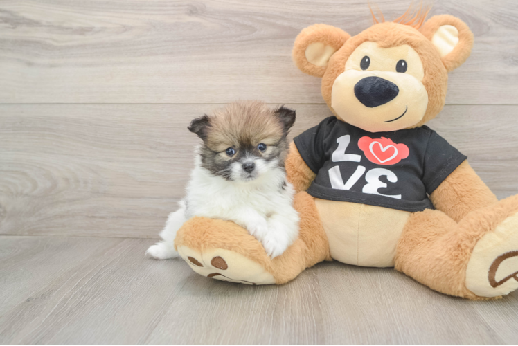 Pomeranian Puppy for Adoption