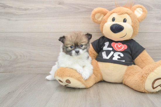 Pomeranian Puppy for Adoption