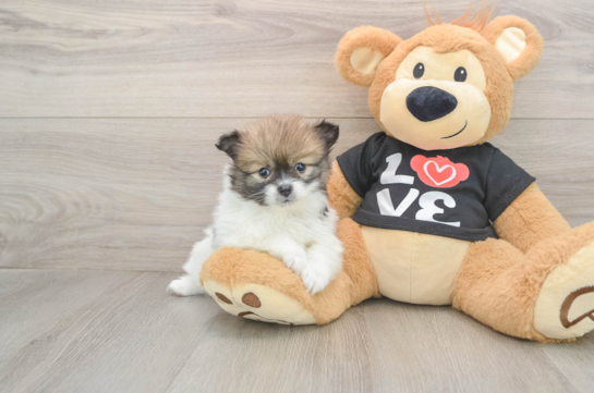 Pomeranian Puppy for Adoption