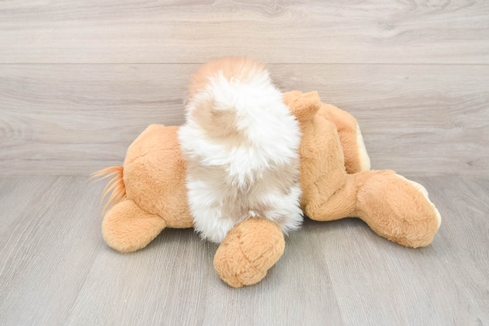 Best Pomeranian Baby