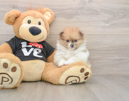 6 week old Pomeranian Puppy For Sale - Premier Pups