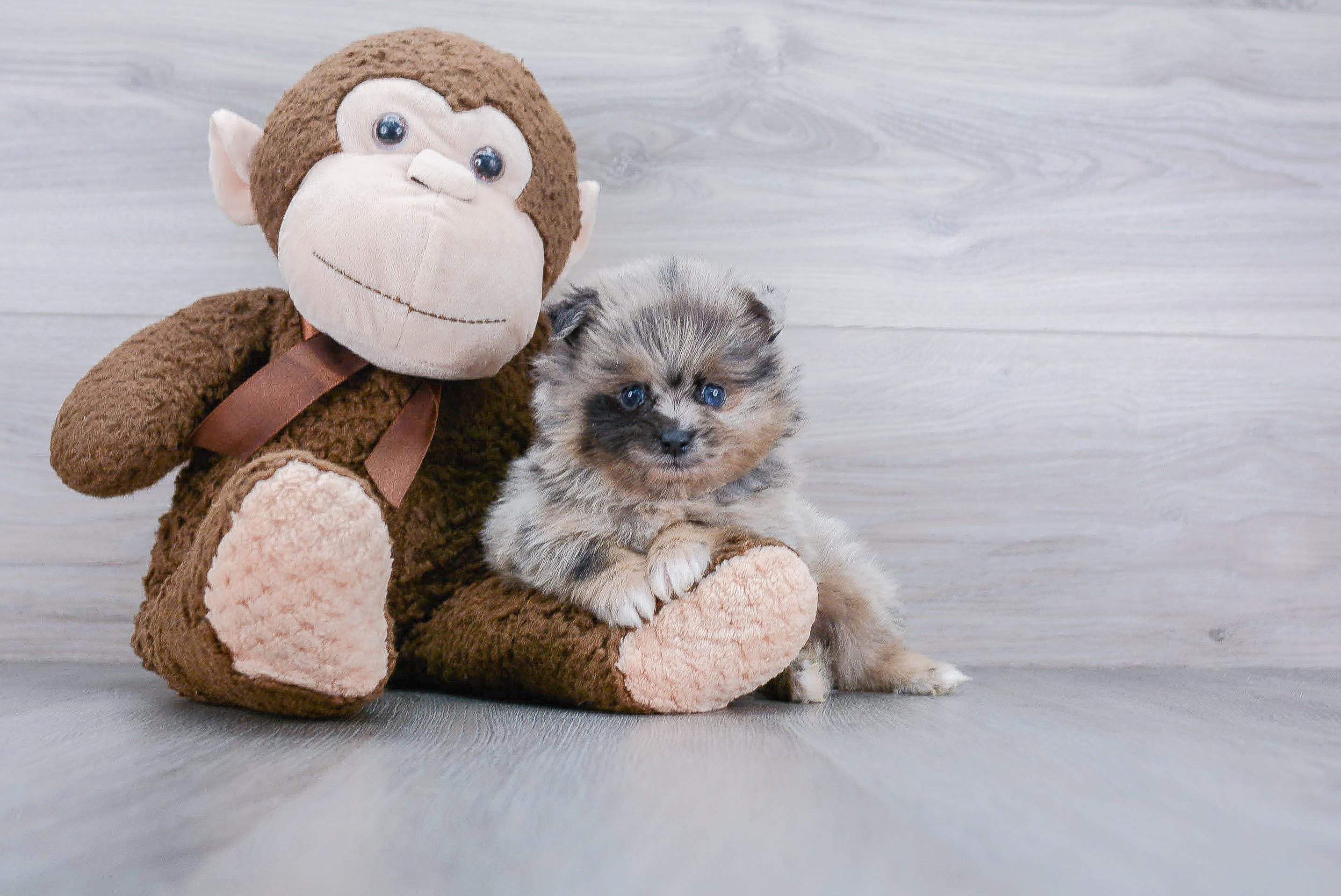 Pomeranian Pup Being Cute