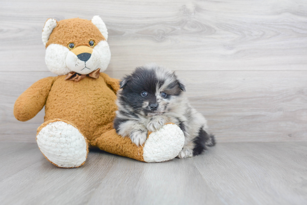 Fluffy Pomeranian Purebred Puppy