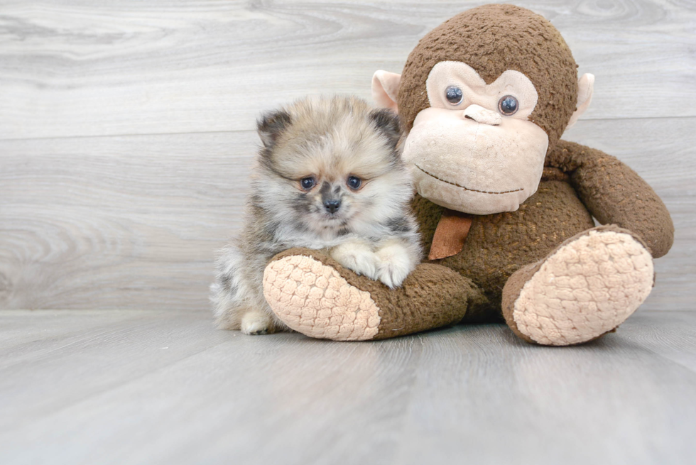 Sweet Pomeranian Purebred Puppy