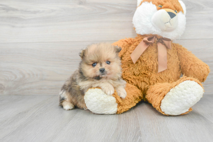 Energetic Pomeranian Purebred Puppy