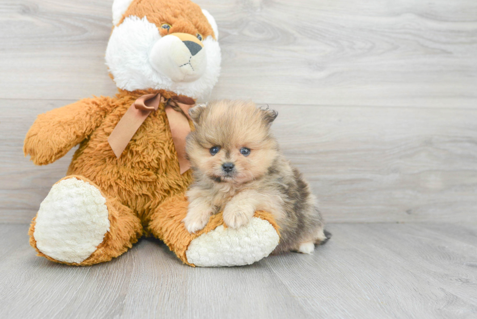 Funny Pomeranian Purebred Pup