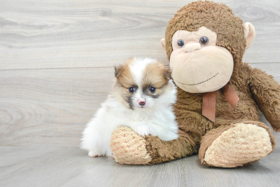 Funny Pomeranian Purebred Pup