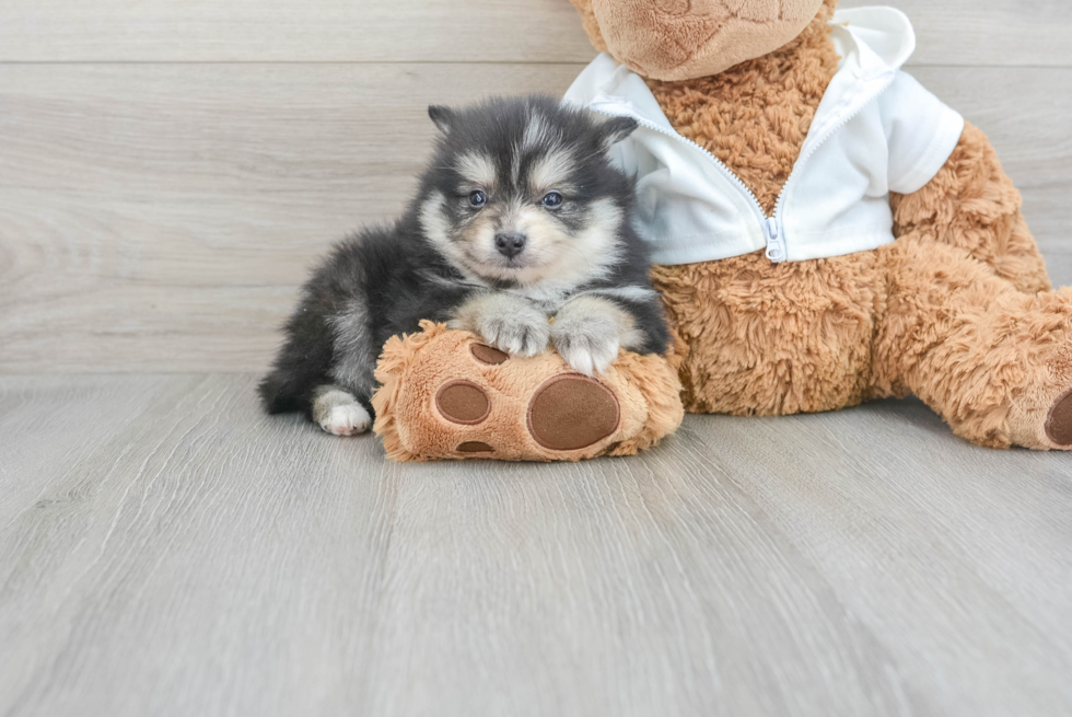 Cute Pomeranian Purebred Puppy