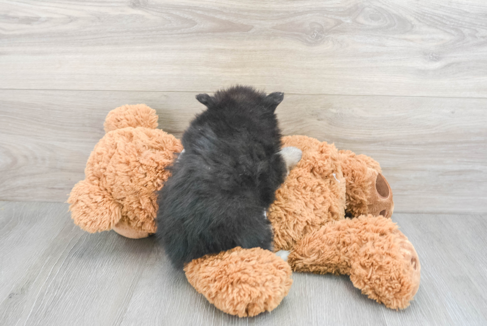 Petite Pomeranian Purebred Puppy