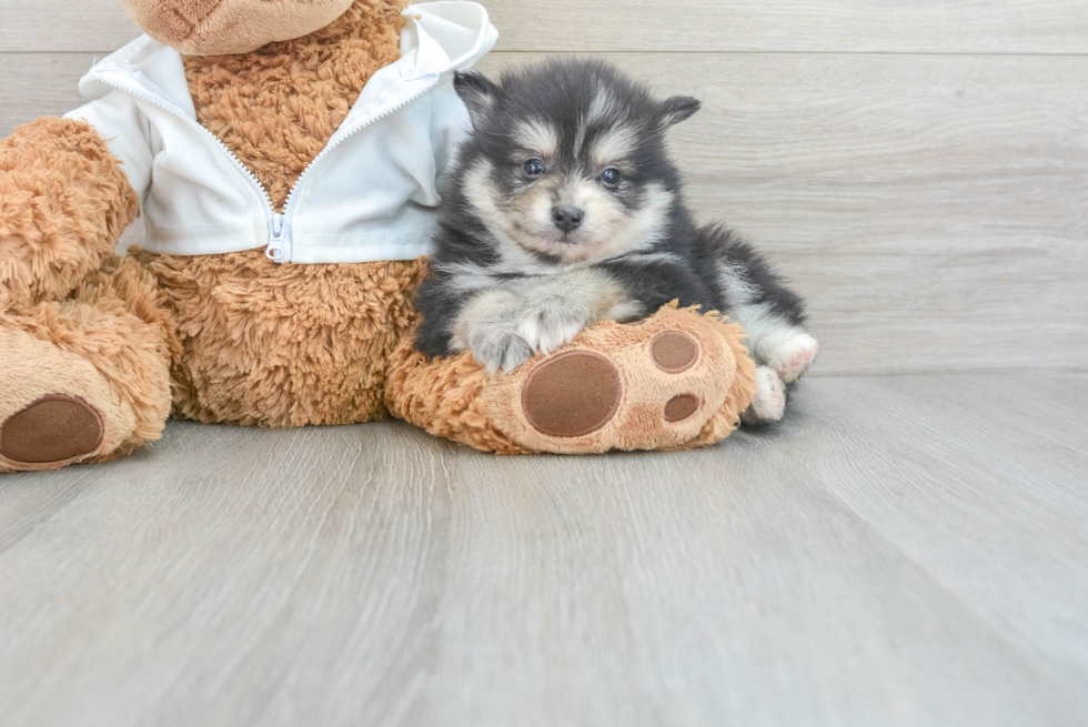 Friendly Pomeranian Purebred Pup