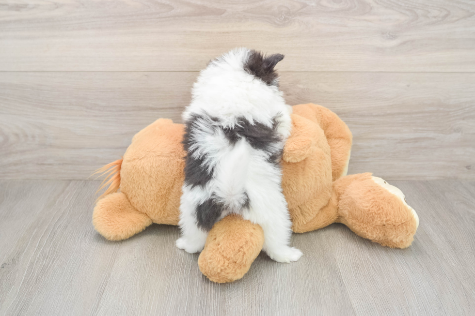 Pomeranian Puppy for Adoption