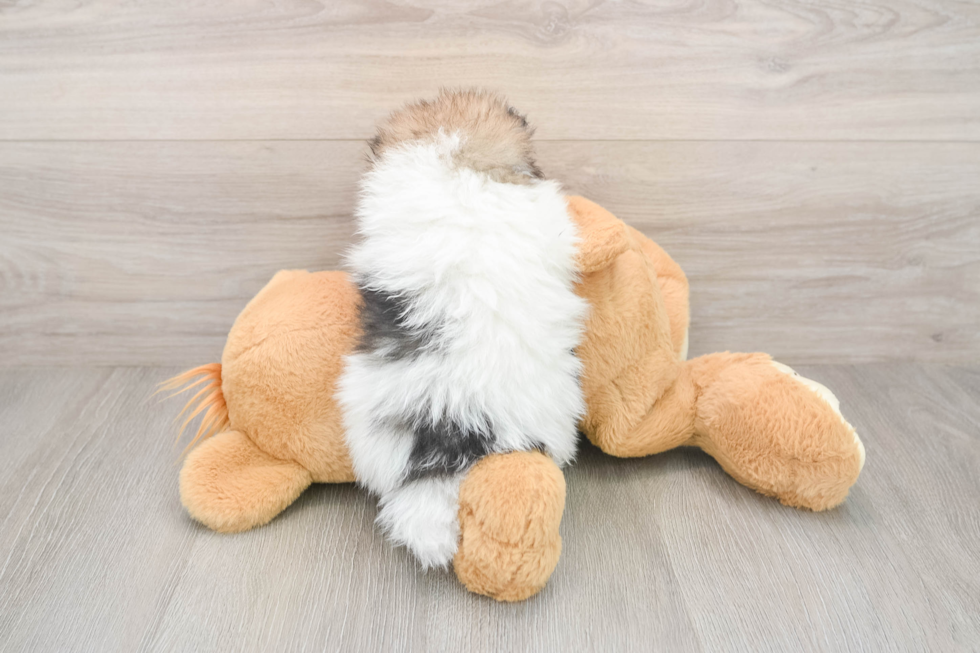 Pomeranian Puppy for Adoption