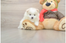 Best Pomeranian Baby