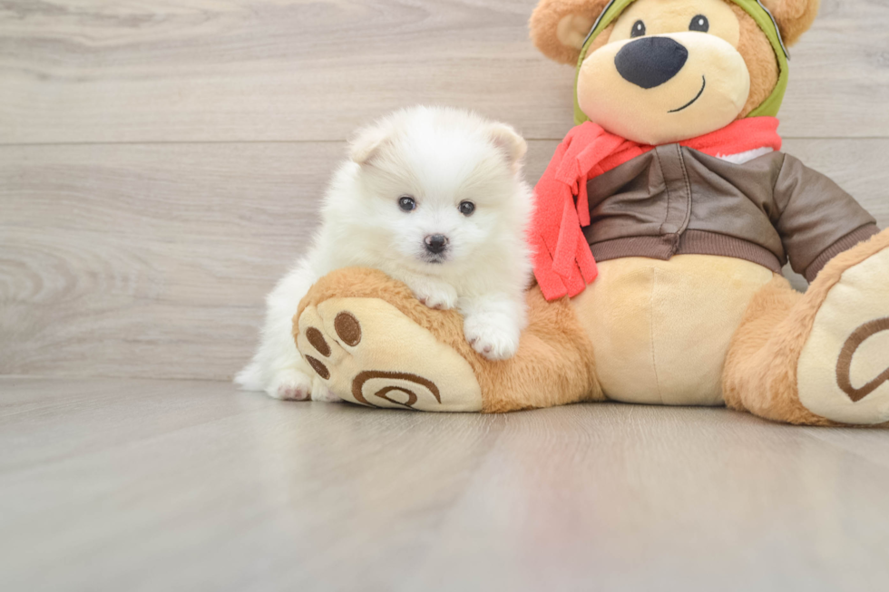 Best Pomeranian Baby
