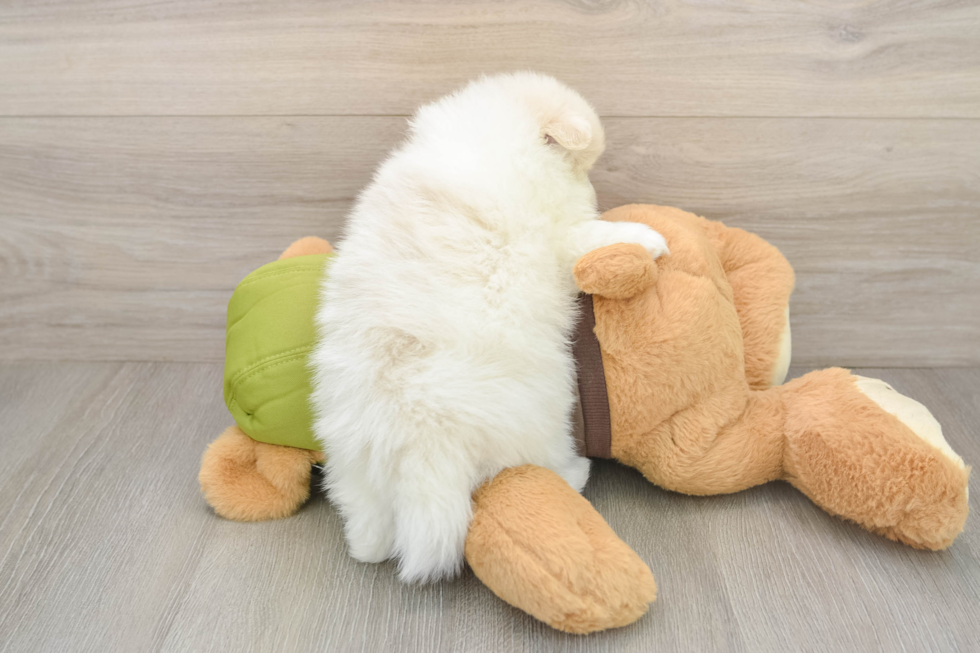 Happy Pom Dog Purebred Puppy