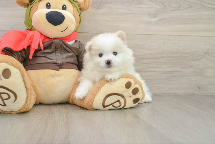 Friendly Pomeranian Purebred Pup