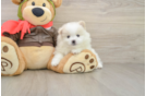 Friendly Pomeranian Purebred Pup