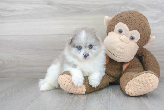 Sweet Pomeranian Purebred Puppy