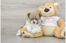 Best Pomeranian Baby