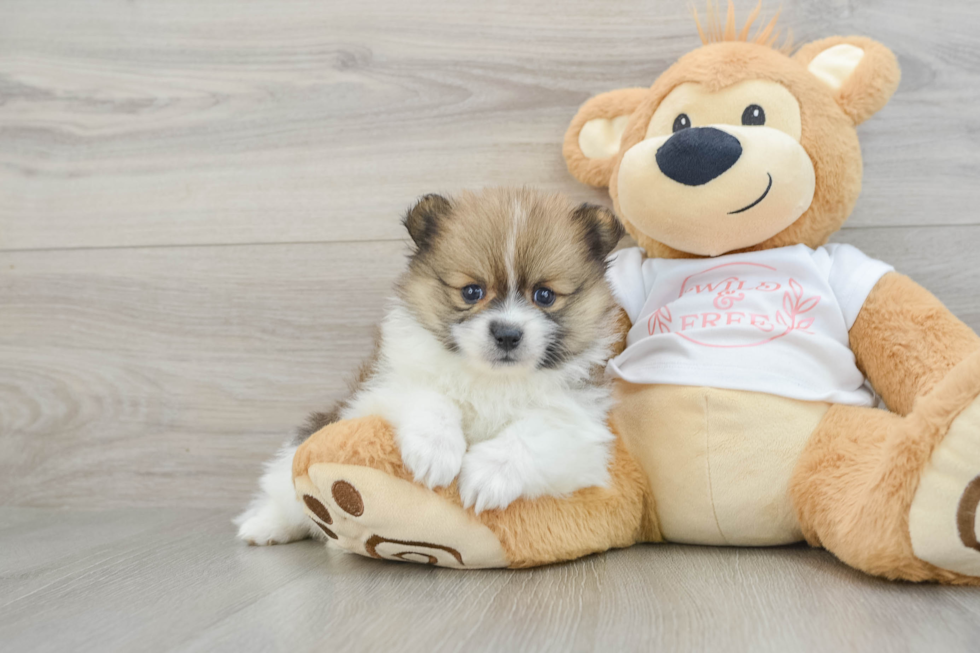 Best Pomeranian Baby