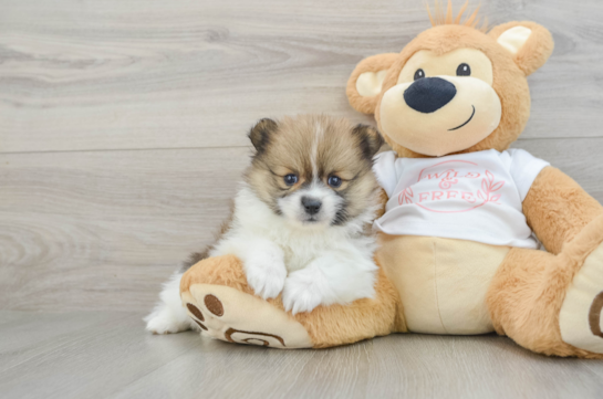Best Pomeranian Baby