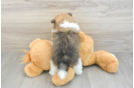 Best Pomeranian Baby