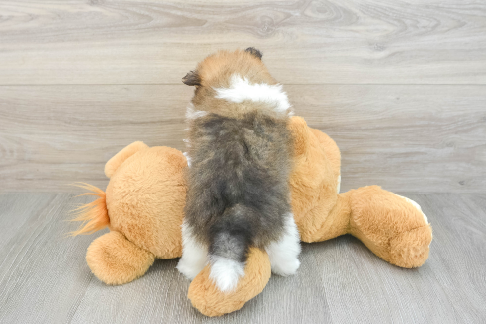 Best Pomeranian Baby
