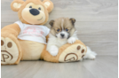 Pomeranian Puppy for Adoption