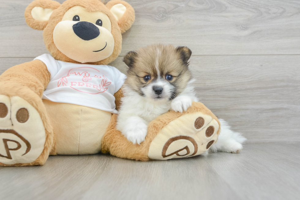 Pomeranian Puppy for Adoption