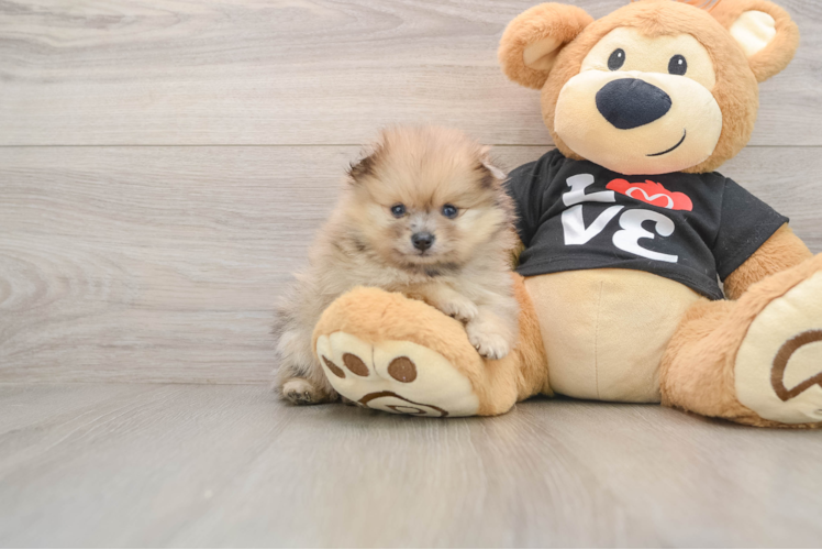 Akc Registered Pomeranian Baby
