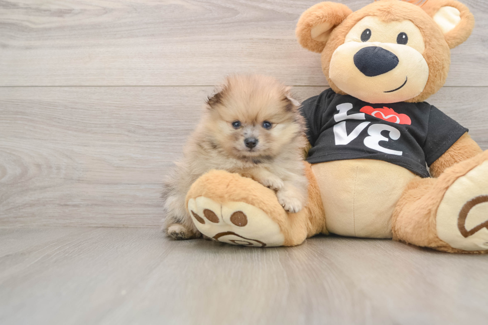 Akc Registered Pomeranian Baby