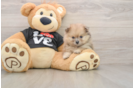 Hypoallergenic Pomeranian Baby
