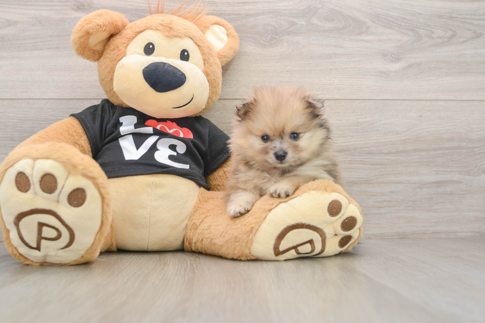 Hypoallergenic Pomeranian Baby