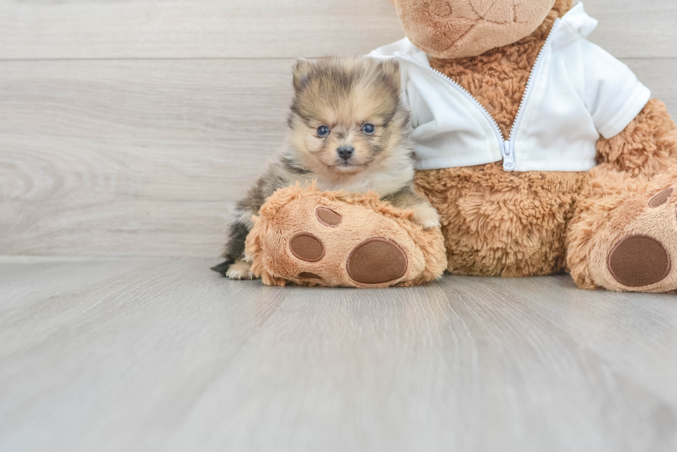 Little Pomeranian Baby