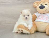 7 week old Pomeranian Puppy For Sale - Premier Pups