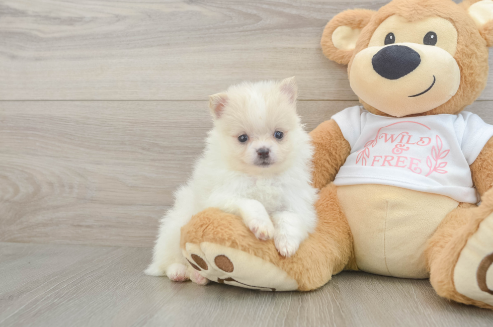 5 week old Pomeranian Puppy For Sale - Premier Pups