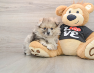 7 week old Pomeranian Puppy For Sale - Premier Pups