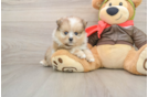 Friendly Pomeranian Baby