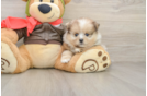 Pomeranian Puppy for Adoption