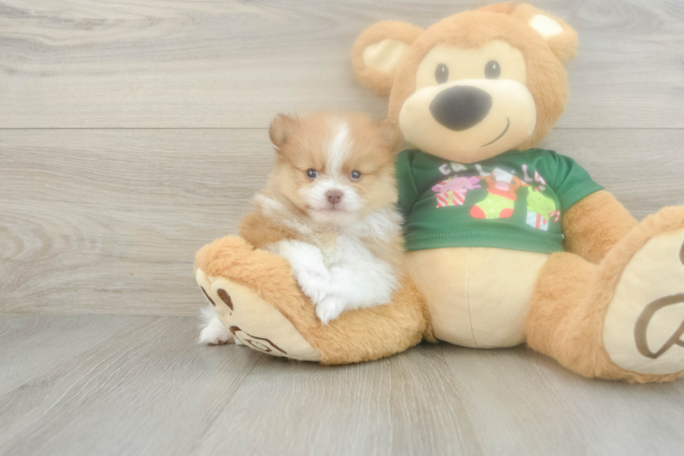 Best Pomeranian Baby