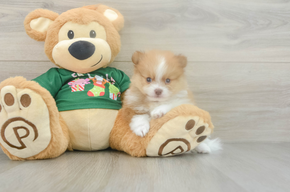 5 week old Pomeranian Puppy For Sale - Premier Pups